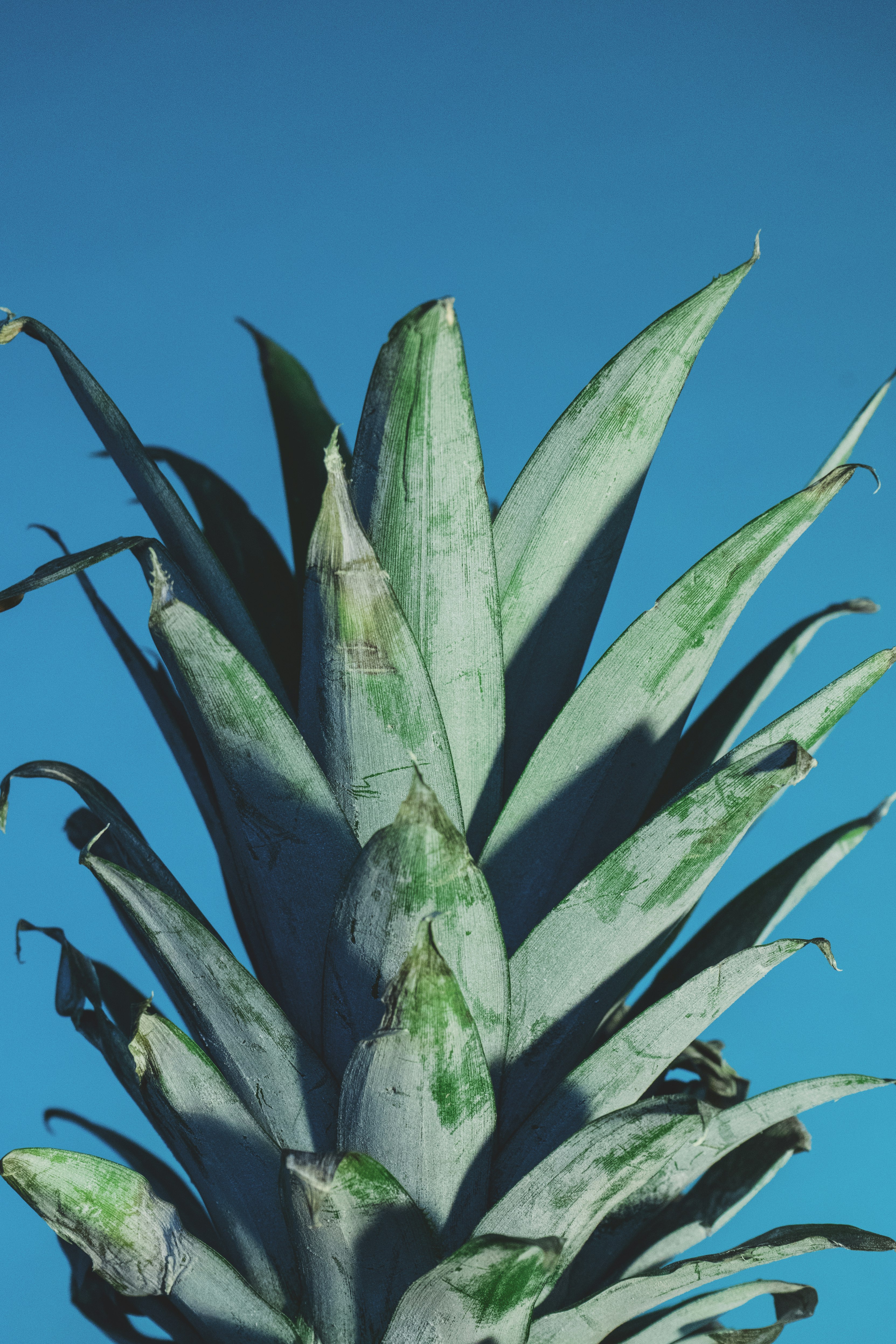 green pineapple leaves